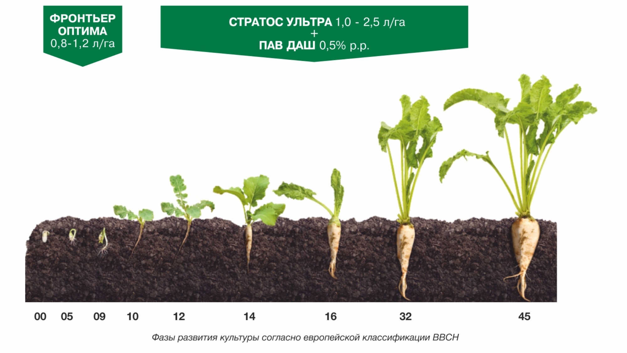 СИСТЕМА ЗАЩИТЫ САХАРНОЙ СВЕКЛЫ