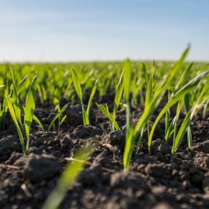  Департамент BASF Решения для сельского хозяйства 