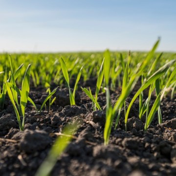  Департамент BASF Решения для сельского хозяйства 