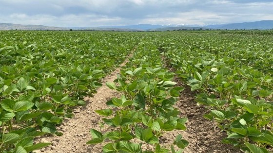Новостной выпуск БАСФ "Соя - повышение урожайности"